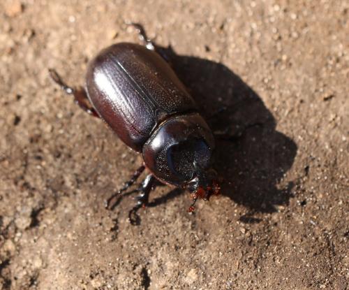 Oryctes rhinoceros